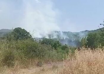 Incendio distrugge 5 ettari di querce secolari. Circoscritto col Canadair. «È doloso»