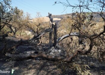 Incendi, le immagini della devastazione. Tra Carpineto e Guilmi grande dispiegamento di mezzi e uomini