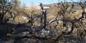 Incendi, le immagini della devastazione. Tra Carpineto e Guilmi grande dispiegamento di mezzi e uomini