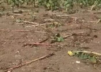 L’intero raccolto distrutto dai cinghiali: «Quel poco che è rimasto lo mangiano i piccioni»