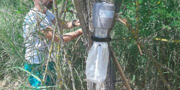 La donna ricoverata per infezione da virus West Nile ha contratto il virus da una zanzara autoctona