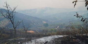 Centinaia di olivi carbonizzati, vigne in cenere: a Cupello pesantemente colpito il settore agricolo