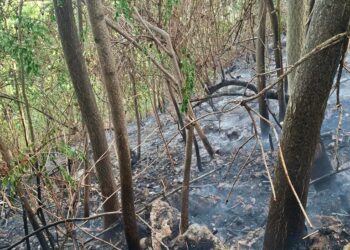 Scarpata a fuoco a Fresagrandinaria: cittadini, protezione civile e vigili del fuoco evitano il peggio