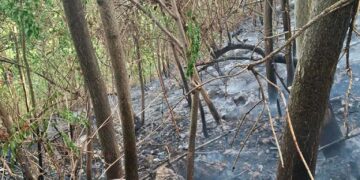 Scarpata a fuoco a Fresagrandinaria: cittadini, protezione civile e vigili del fuoco evitano il peggio