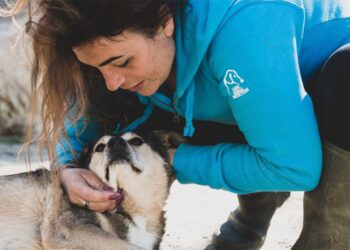 Cane trovato morto legato agli scogli di Torino di Sangro, l’appello di Lndc Animal Protection