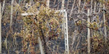 Coltivazioni carbonizzate, «Avviare subito ricognizione e valutare perdita delle produzioni future»