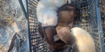 Cinque cuccioli di cane abbandonati in una cassetta di plastica a Cupello