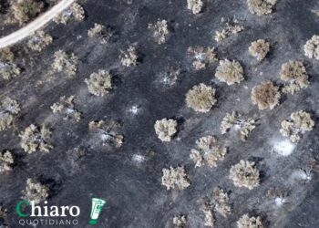 Incendi, Agrinatura: «Velocizzare mappatura, gli agricoltori denuncino»