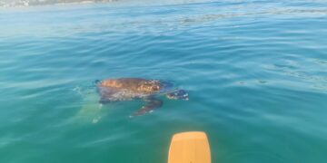 La segnalazione dal kayak, poi l’intervento della guardia costiera: tartaruga salvata