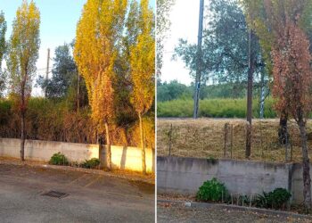 Dopo anni di richieste, eliminata la vegetazione incolta accanto ai binari in via Federico Fellini