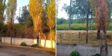 Dopo anni di richieste, eliminata la vegetazione incolta accanto ai binari in via Federico Fellini