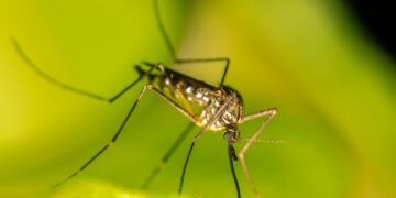 West Nile, l’avviso del Comune: svuotare gli oggetti dove può ristagnare l’acqua